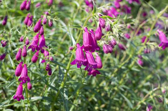 Penstemon