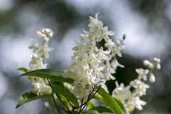 Slanke deutzia