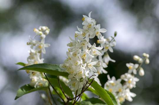 Slanke deutzia