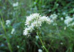 Sneeuwwitte veldbies