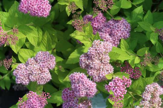 Spiraea