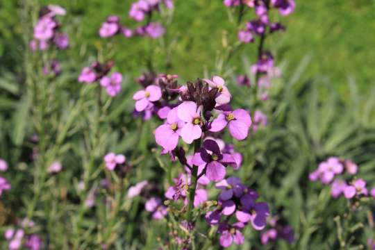 Erysimum