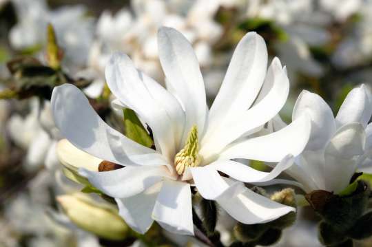 Stermagnolia