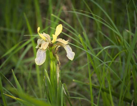 Stinkende iris