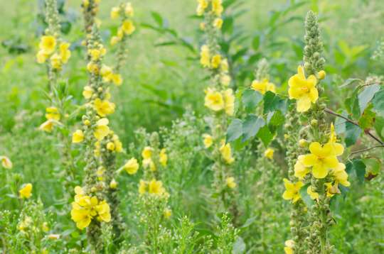 Verbascum