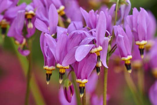 Dodecatheon