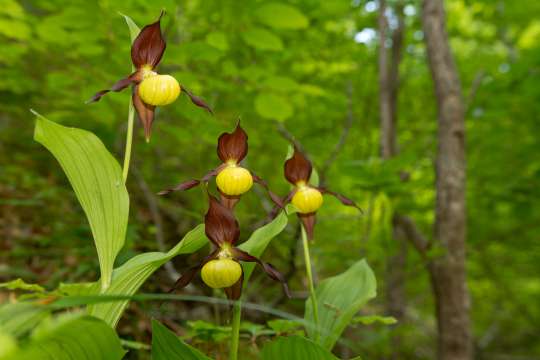 Cypripedium