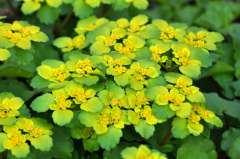 Verspreidbladig goudveil