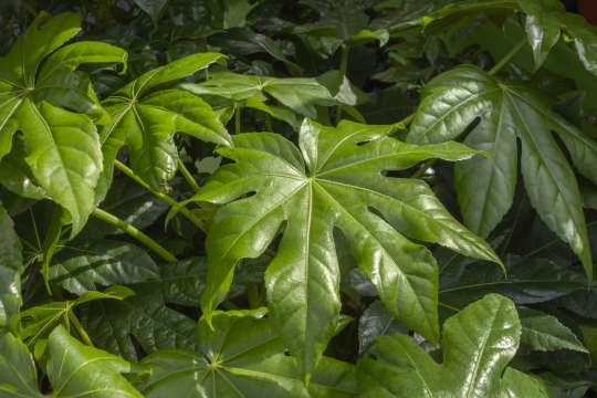 Fatsia
