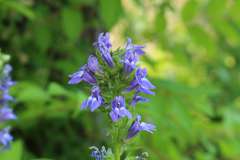 Virginische lobelia