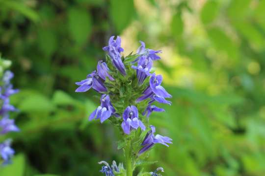 Virginische lobelia