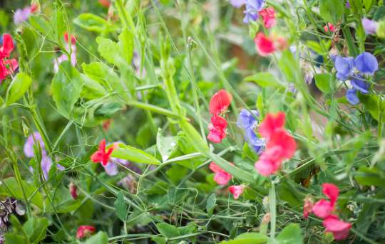 Welriekende lathyrus