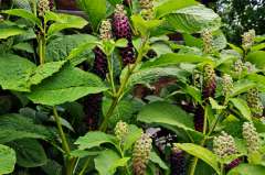 Westerse karmozijnbes