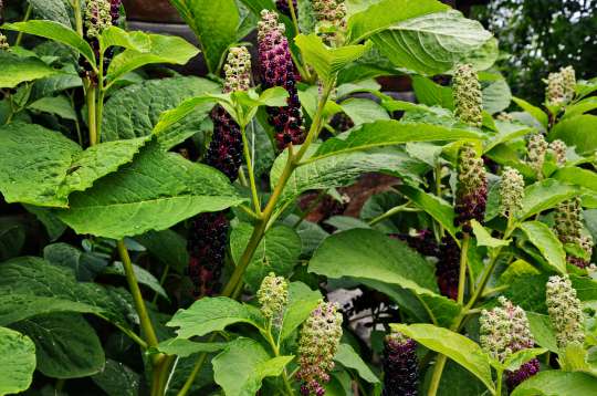 Westerse karmozijnbes