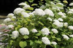 Wilde hortensia