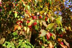 Wilde kardinaalsmuts