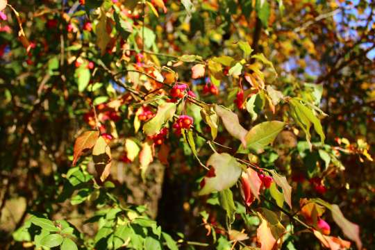 Wilde kardinaalsmuts