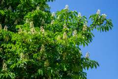 Witte paardenkastanje