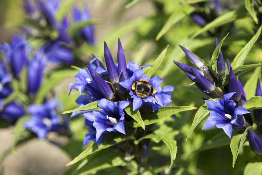Zijdeplantgentiaan