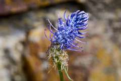 Zwartblauwe rapunzel